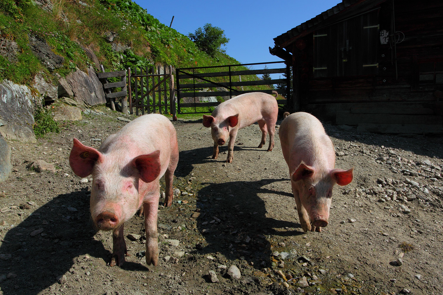 harbachalm-schweine-grossarltal.jpg