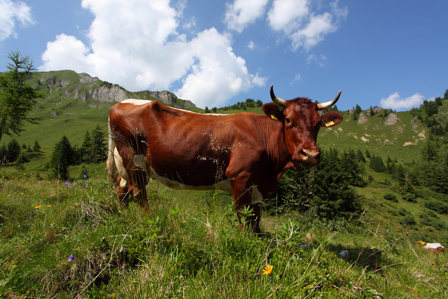 pinzgauer-kuh-aualm.jpg